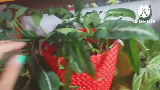 My Syngonium Collection-Albo ,Batik, Chochlate And Strawberry Milkshake Syngonium