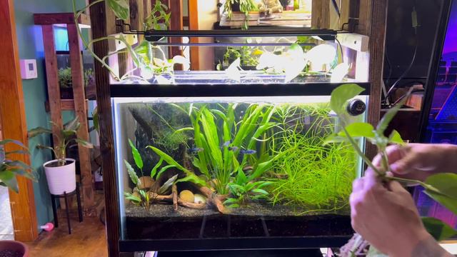 Using Pothos Plants In A Fish Aquarium