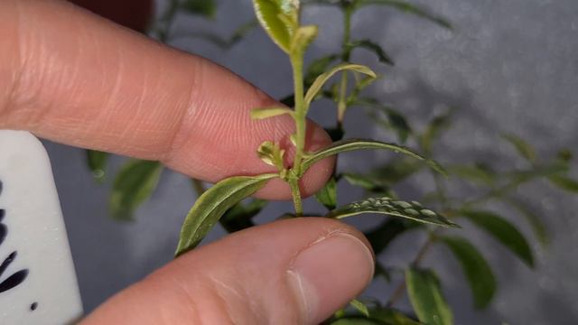 Мирт Вариегатный большой лист 2