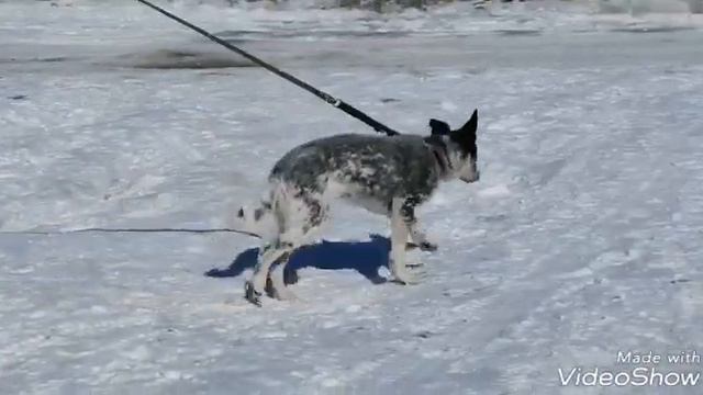 Новости от ДАНИ