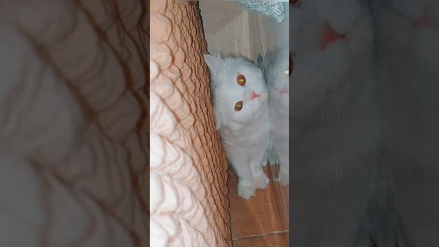 Кот играет с Наташей в прятки и догонялки