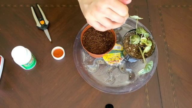 Propagate With Me | Peperomia Pink Lady Part 01 | Plant Vlog 291