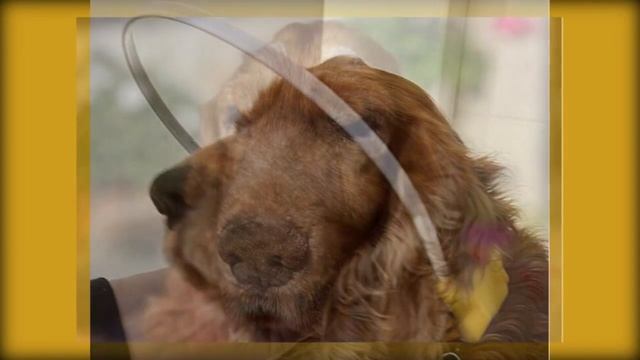 Слепую СОБАКУ КИНУЛИ в чужой двор, БЕДНЫЙ ПЁС не понимал почему его предали