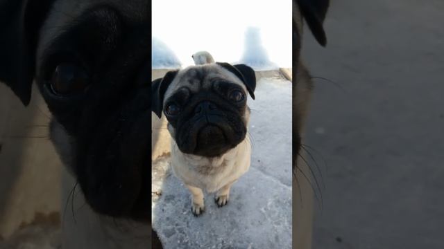 #дина #дина #щенок #dog #собака #mops #мопсик #животные #мопс #любовь