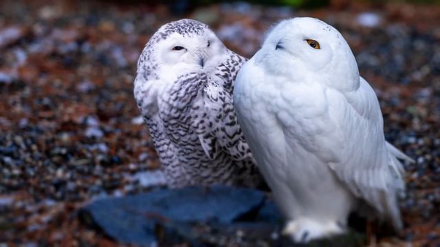 Совушка полярная.