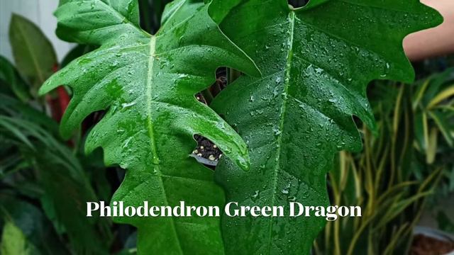 B1e0fee5626b1b81afda550df38cfbc9