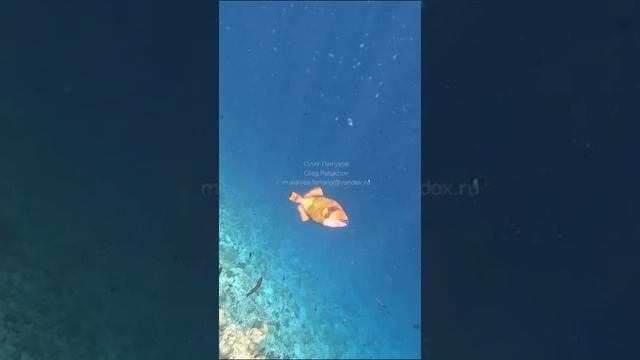 Мальдивы. Maldives. 马尔代夫。 121