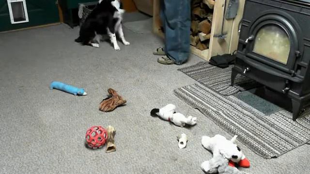 Petunia Learns How To Put Toys Away In Her Toy Box!