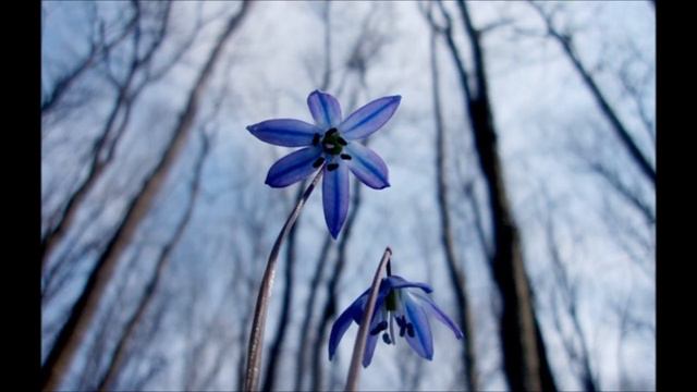 Апрель композиция электронная версия (Королева Марианна)