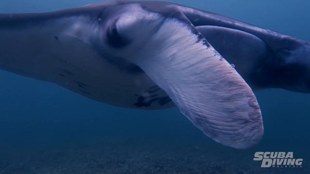 CREST CR4 Dive Computer  ( CREST  X  DIVERSLIFE )