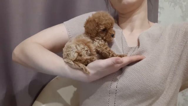 Москва пудель тикап Tycap  от отца Корея-Пекин до 1.5 кг взрослые и мальтипу микро