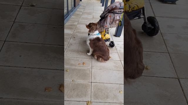 Австралийская овчарка Аусси