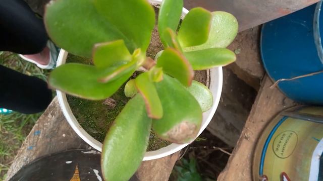 Succulent Plants Care, Propagation And Decor Ideas #succulentsforbeginners #succulentplants #indoor