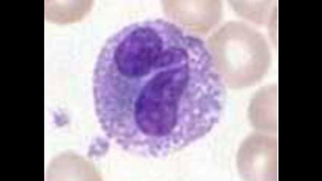 КРОВЬ.  Учебный видеофильм.