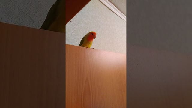 Попугай неразлучник Маруся.