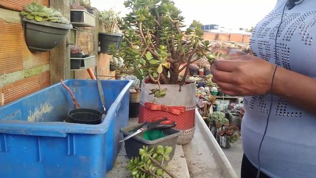 #Bonsai Com Crassula Ovata 