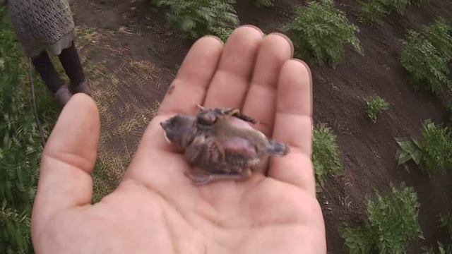 Даня Милохин: Начало