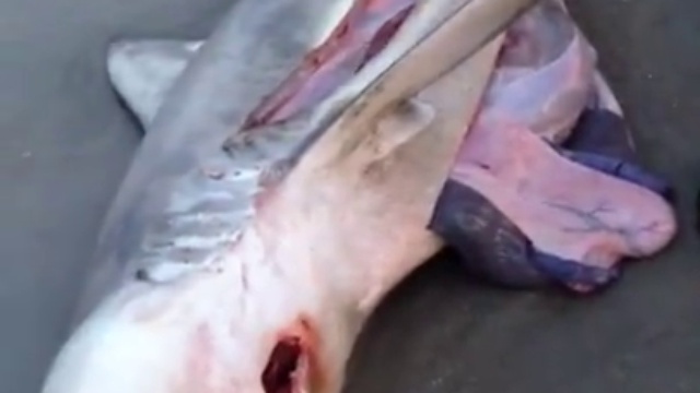 сделал акуле кесорево....