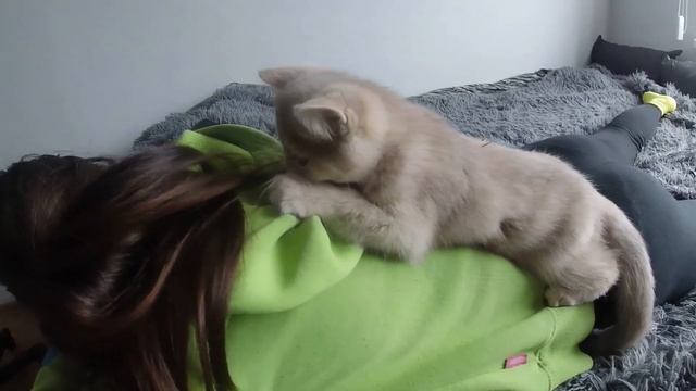 Самая Лучшая ИГРУШКА для Этой Кошки! | My Fun Pets