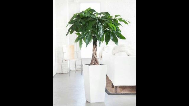 با گیاهان خوش یمن آشنا شوید/ این گیاهان برای شما شانس می آورند