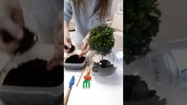 Флорариум своими руками