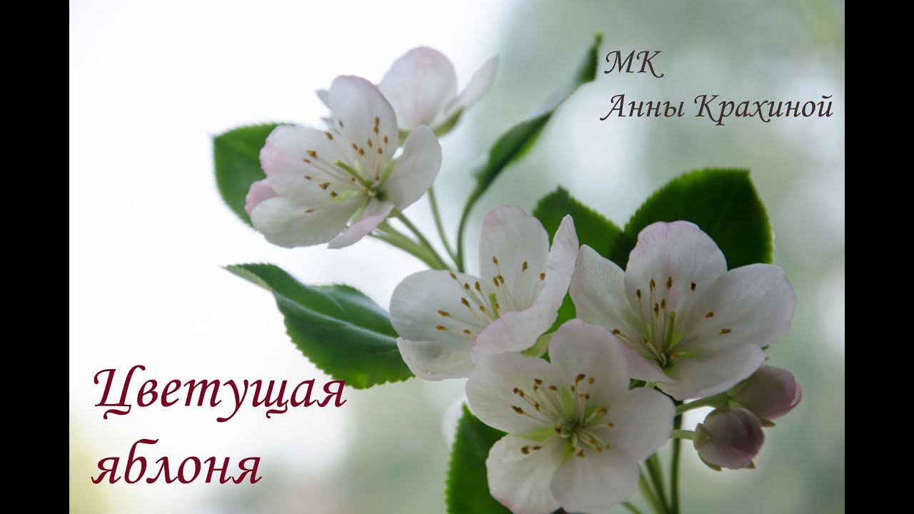 B6247b225cf8f27b6ab3b267d950c808