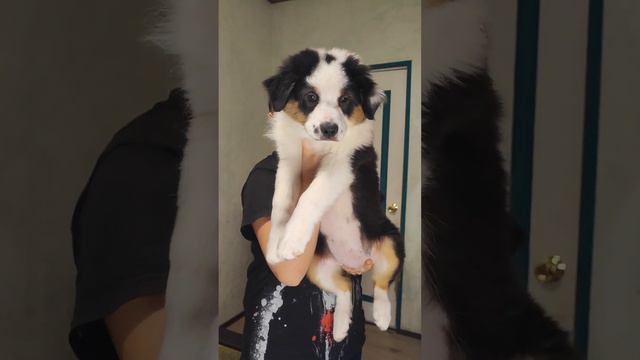 продажа австралийская овчарка #аусси #австралийскаяовчарка #щенки