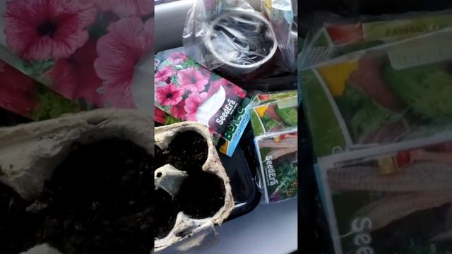 Пеларгония белая. Какие семена уже купила.