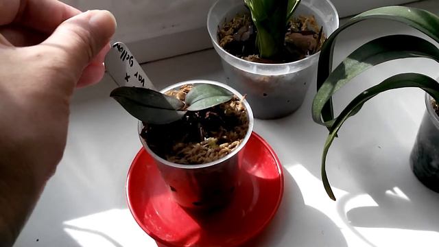 Обзор малышей-орхидеек. Мой 