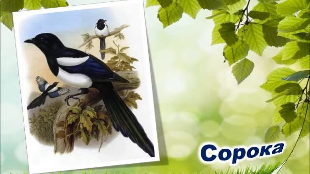 Экологический калейдоскоп «Берегите добрый лес, он источник всех чудес»