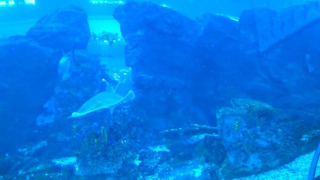 Sharks Dubai Aquarium / Самый большой в мире Аквариум с Акулами Дубай молл