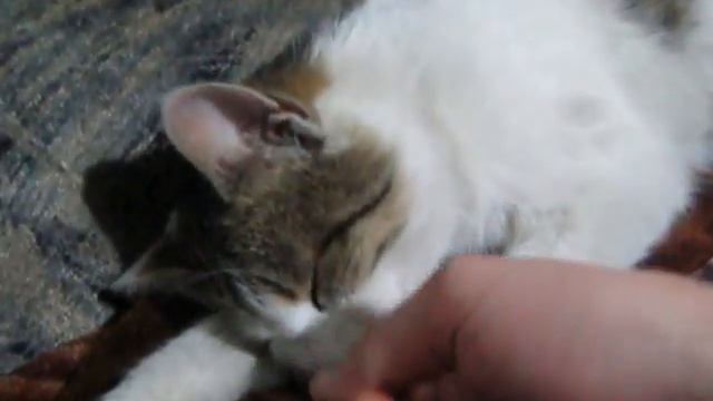 Спящая кошка Тошка