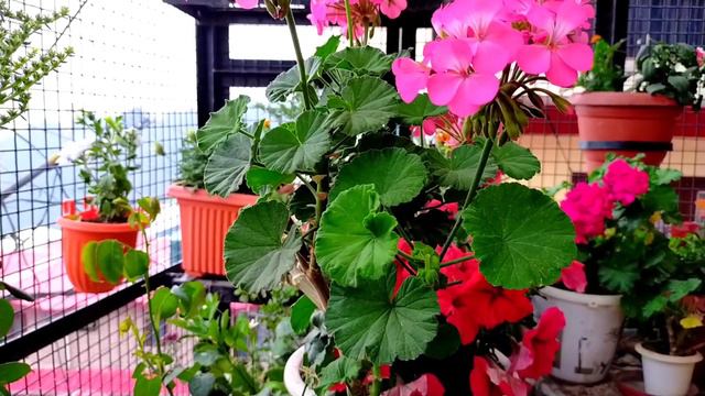 Geranium Care & Propagation /Geranium Care Tips / How To Propagate Geranium / How To Care Geranium