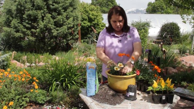 How To Repot Petunias : Grow Guru