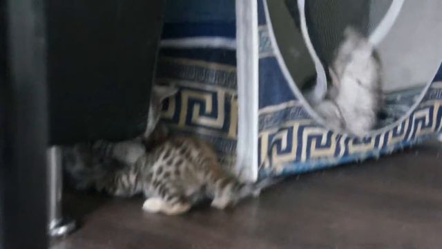 Бенгальские котята. Litter 