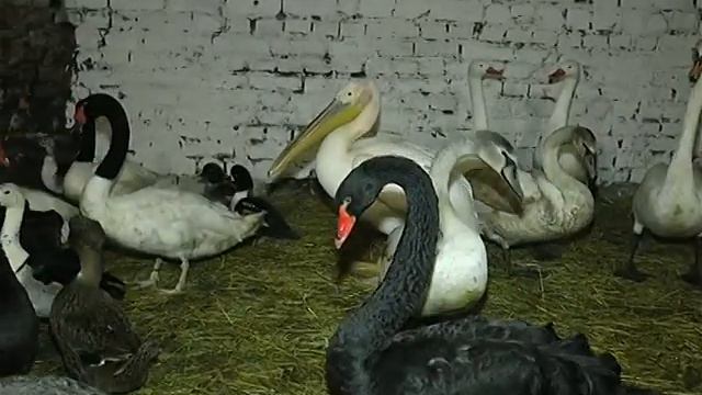 У Харкові врятували пелікана, який тиждень літав містом