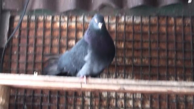 Обещанный голубь от Сергей Ивановича