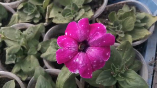 Вегетативная петуния в череночке зацвела! 🌺 Видео для хорошего настроения!