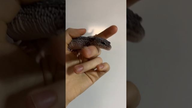 Больше моих драконов в инсте:leopards_gecko #эублефар#геккон#ящерица#рептилии#питомец#любимец#милот