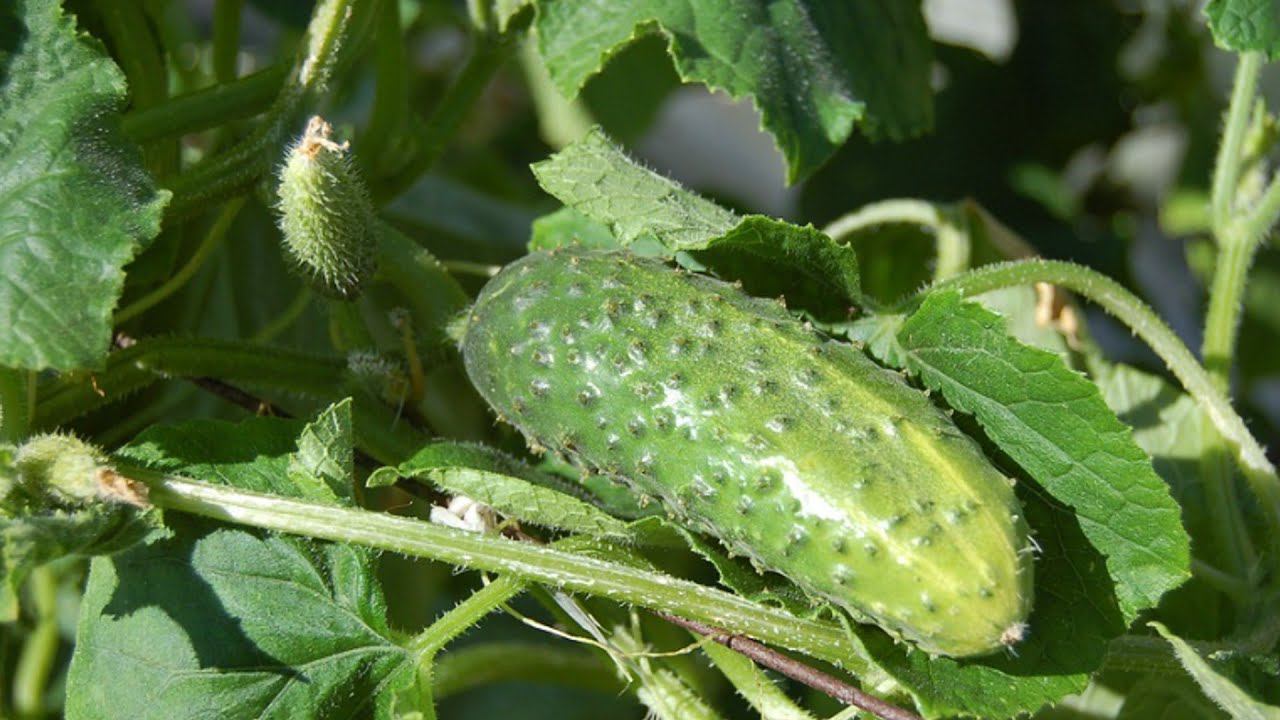 Легко и просто как посадит вырастить огурцы дома огурец в домашних условиях на подоконнике
