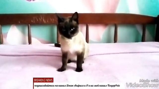 Команды для собак и кошек !!! Команды сидеть , взять ,стоять.