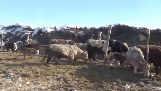 Загул 2х коров, пустил быков, они задрались кто победил?