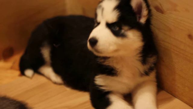 щенки сибирского хаски