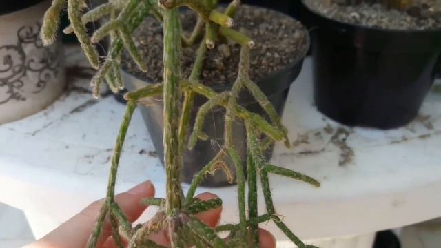 Rhipsalis pilocarpa vamosaprenderjuntos