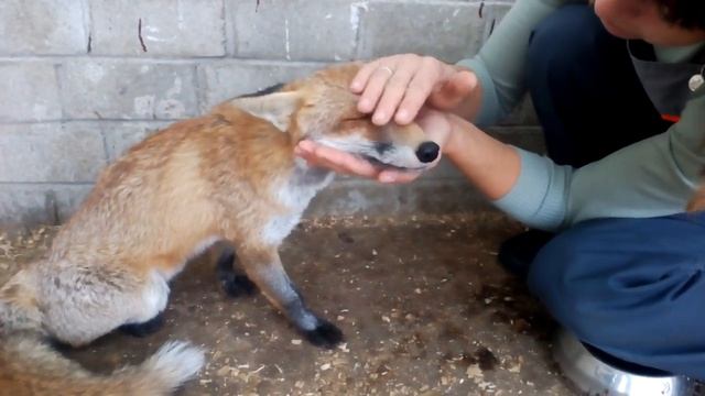 Встреча лисички с девушкой, которая ее выкормила