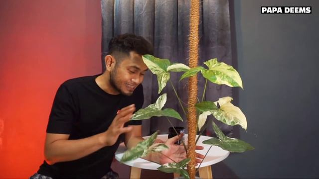 TIPS CARA MERAWAT SYNGONIUM ALBO VARIEGATA