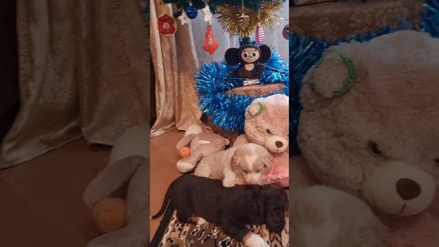 2й малыш обрёл семью .Его назвали Беляшик.))