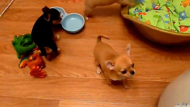 6 черная рыжая и голубо-палевая