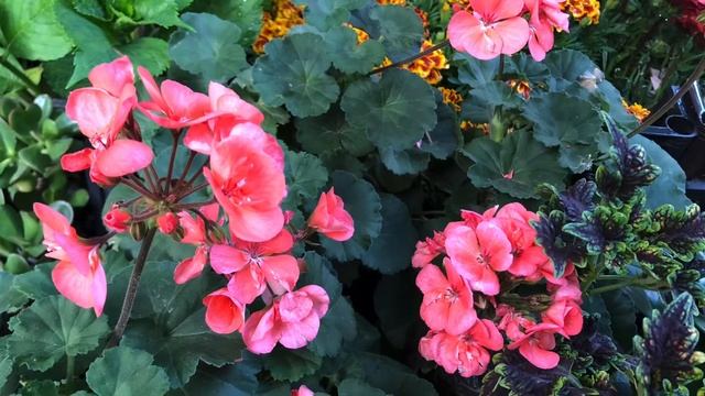 Цветы на балконе: как и где посадить?