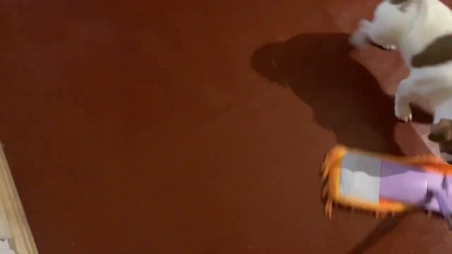 DIY. ДРТ. Помощница. Jack Russell Puppy